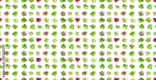 Pattern of different microgreens on a white background. Selective focus.