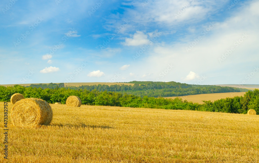 field with straw bales after harvest on the sky background