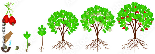 Cycle of growth of cashew plant on a white background.