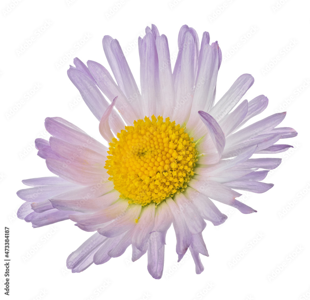 fine daisy small violet color bloom isolated on white