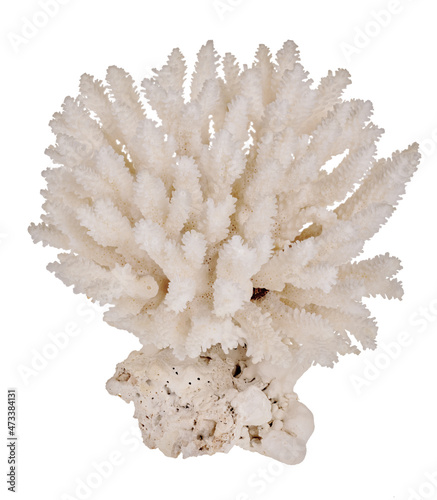 pure white isolated large coral