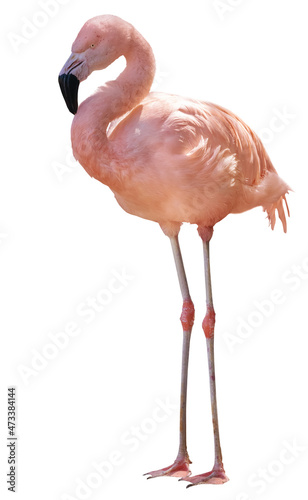 fine bright standing flamingo isolated on white