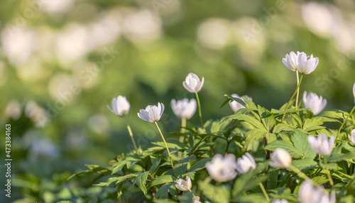 large group of anemone white flowers on green background