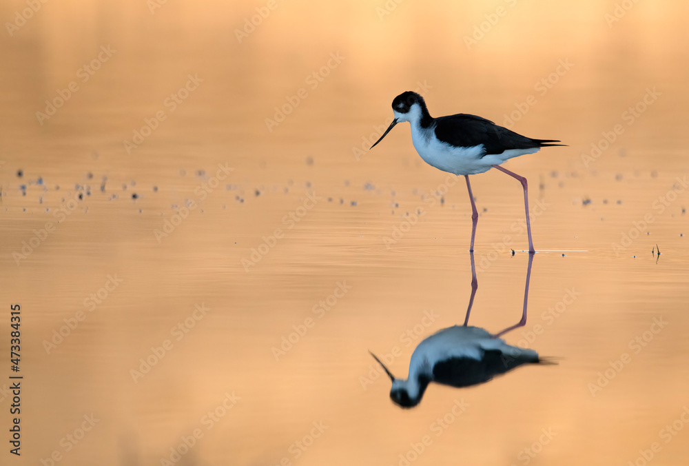 Obraz premium black necked stilt and reflection in a shallow pond in early morning golden sunlight near lake Perris