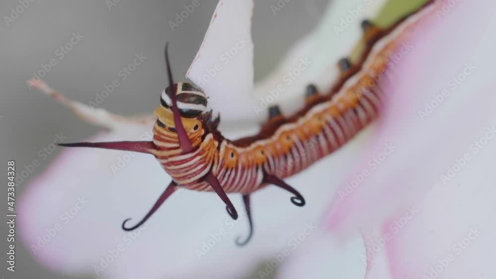 The caterpillar or larva is gnawing on the leaves of the adenium. Insect pests of flowering and foliage plants.