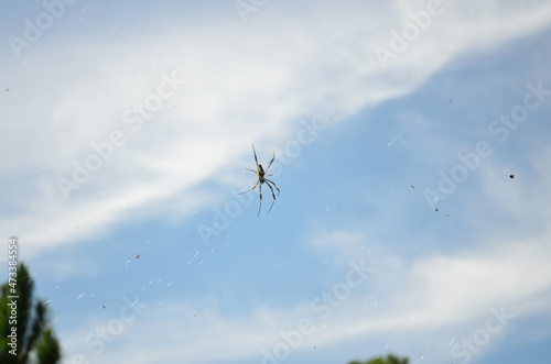 Aranha com teia em meio a natureza com céu azul na praia de governador celso ramos © Pura Mídia