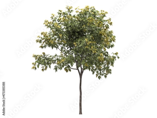 Deciduous tree on a white background. Isolated garden element  3D illustration  cg render