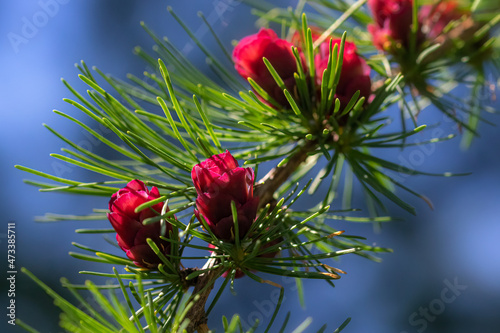 Tamarack tree colorful red cones close-up