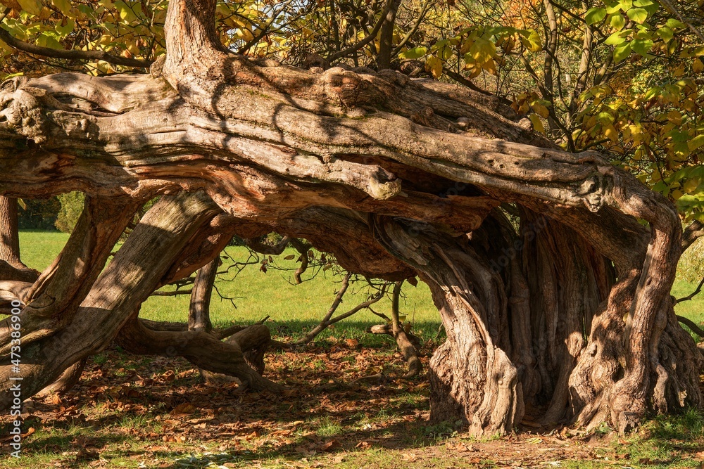 Autumn. Growing old hollowed tree. Czechia. Europe. Autumn. Growing old hollowed tree. Czechia. Europe.