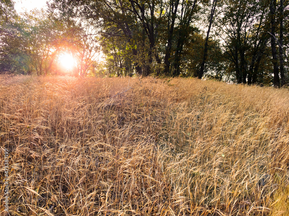 Fototapeta premium autumn hiking trail tall grass meadow with bright sunset sun rays
