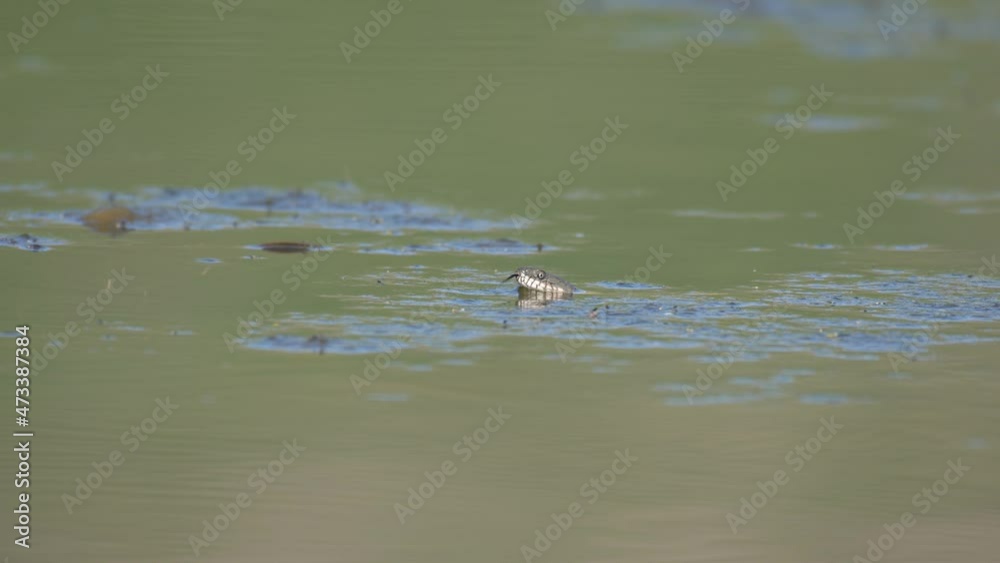 Grass snake, Natrix Natrix. Natural habitat, swimming in the water and feeling the air with his forked tongue. Grass snake, Natrix Natrix. Natural habitat, swimming in the water and feeling the air with his forked tongue.