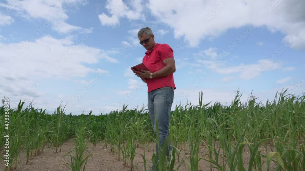 Mature agronomist wearing sunglasses with tablet in hands inspects cornfield in droughty season at spring day Mature agronomist wearing sunglasses with tablet in hands inspects cornfield in droughty season at spring day