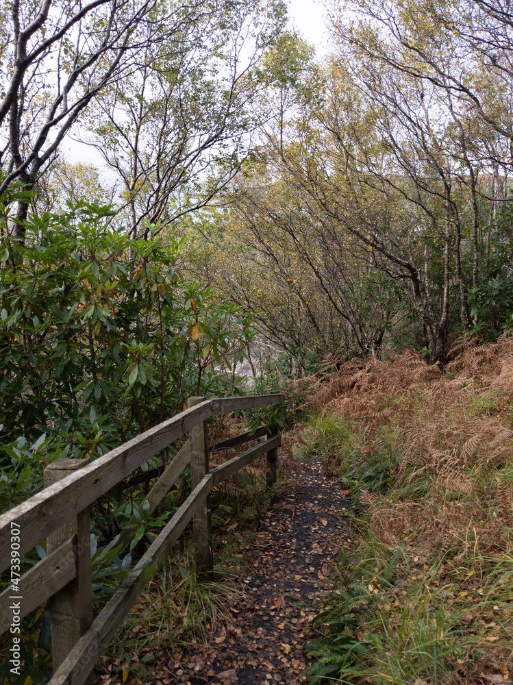 Fototapeta premium A woodland path in Morar, Scotland