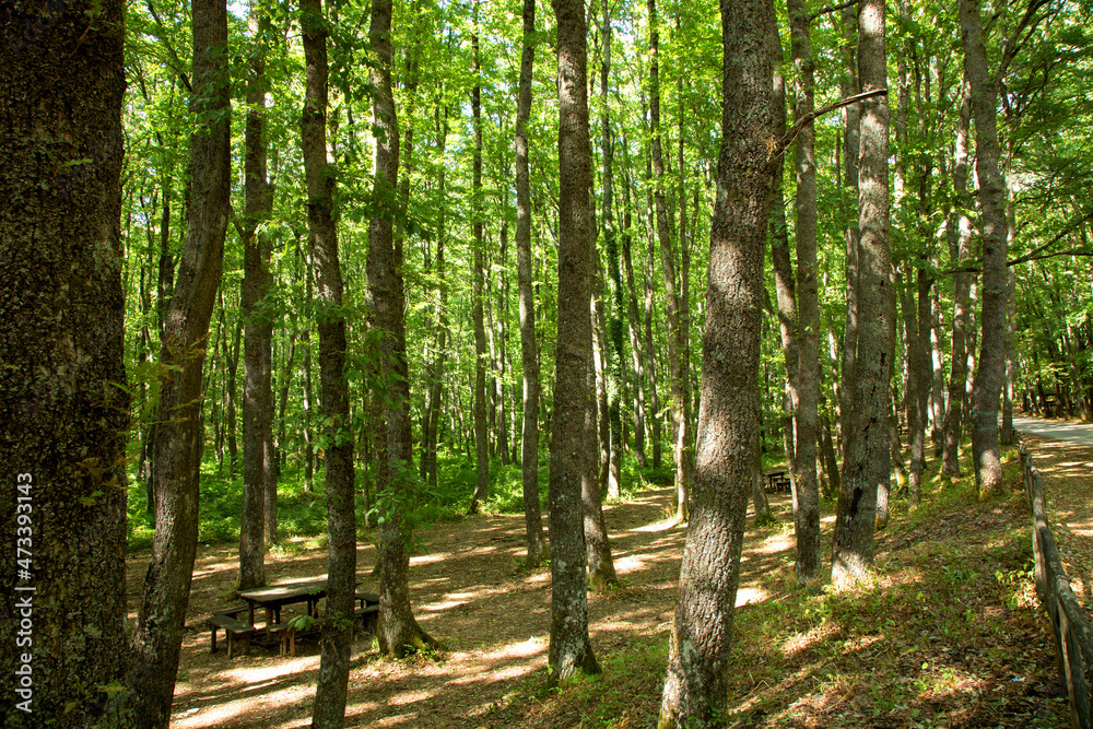 Naklejka premium Foresta