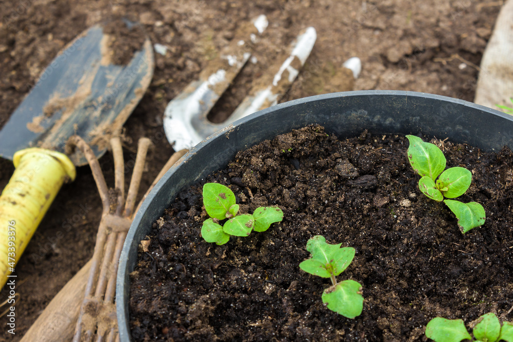 Young sprouts of flowers. Sprouts of flowers in pots. Garden work Young sprouts of flowers. Sprouts of flowers in pots. Garden work