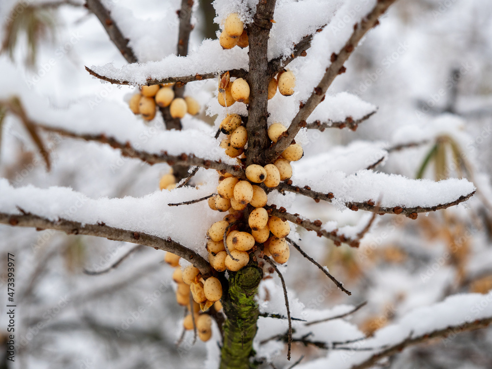 Sea buckthorn in winter. Yellow berries on the branches. Sea buckthorn in winter. Yellow berries on the branches.