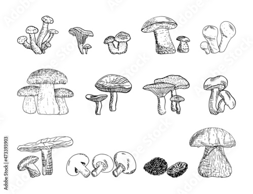 Set of monochrome vector illustrations of mushrooms in sketch style. Collection of hand drawings in art ink style. Black and white graphics.