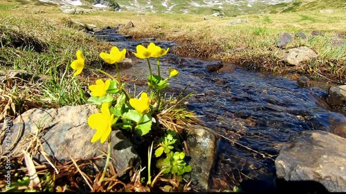Idyllic creek with yellow buttercup flowers in a beautiful mountain landscape near Schladming in Austria photo