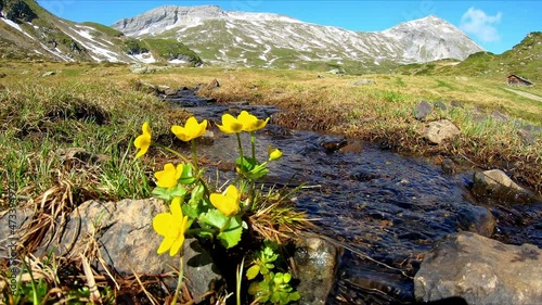Idyllic creek with yellow buttercup flowers in a beautiful mountain landscape near Schladming in Austria