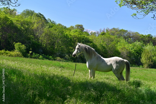 Arabian Horse in Turkey