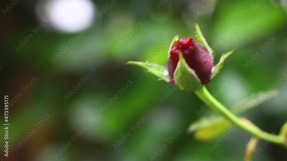 Autumn flowers and drops in the rain. Selective focus. Autumn flowers and drops in the rain. Selective focus.