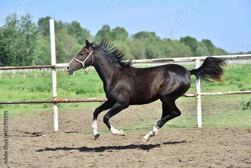 Arabian Horse in Turkey