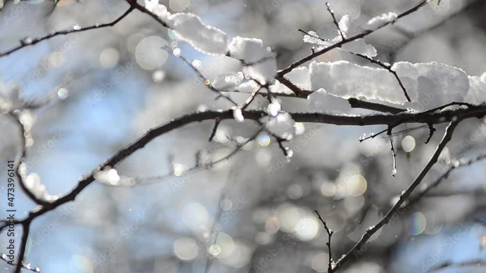 Snow and snowflakes on the branches of trees and bushes against the backdrop of the sun rays. Shooting in winter. Snow and snowflakes on the branches of trees and bushes against the backdrop of the sun rays. Shooting in winter.