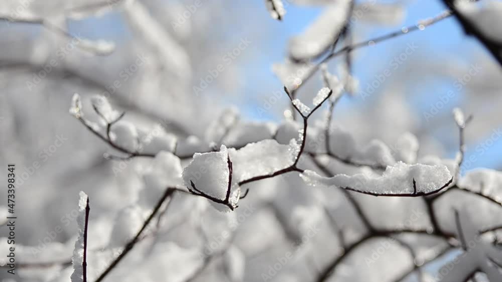 Snow and snowflakes on the branches of trees and bushes against the backdrop of the sun rays. Shooting in winter. Snow and snowflakes on the branches of trees and bushes against the backdrop of the sun rays. Shooting in winter.