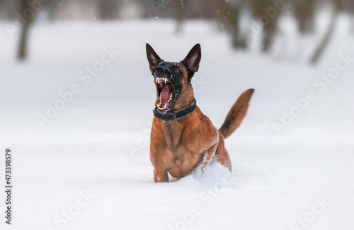 Young female Belgian shepherd Malinois playing aggressively in the snow