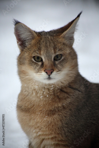 extreme close up portrait of swamp lynx