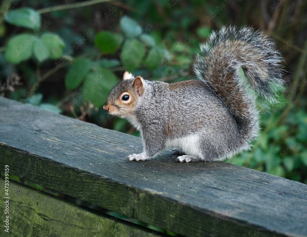 Fototapeta premium Squirrel at Longton Brickcroft