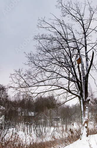 A large tree with spreading branches with a birdhouse on a snow-covered hill against the background of the village. Winter landscape. Vertical frame.