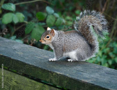 Squirrel at Longton Brickcroft
