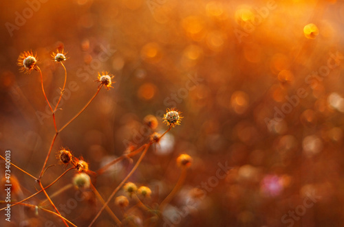 Flowers in summer sunset