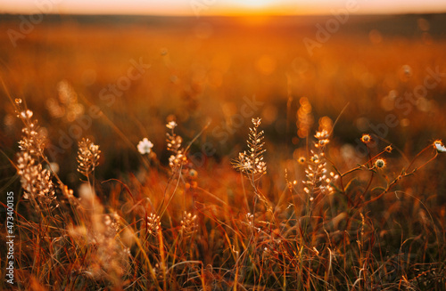 Flowers in summer sunset