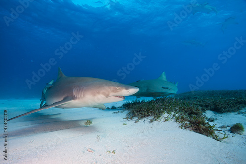 Sharks swimming in clear waters of Bahamas. © frantisek hojdysz