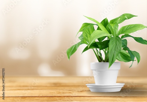 Green house plant leaves in a pot on the desk