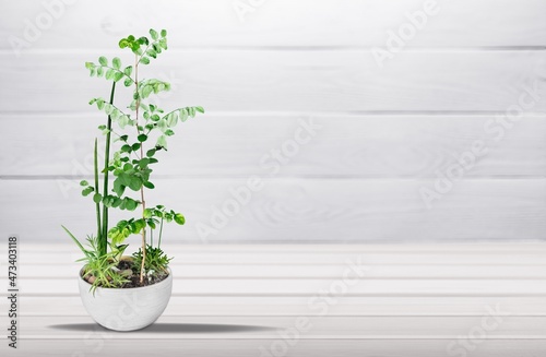 Big green house plant in a flower pot stands
