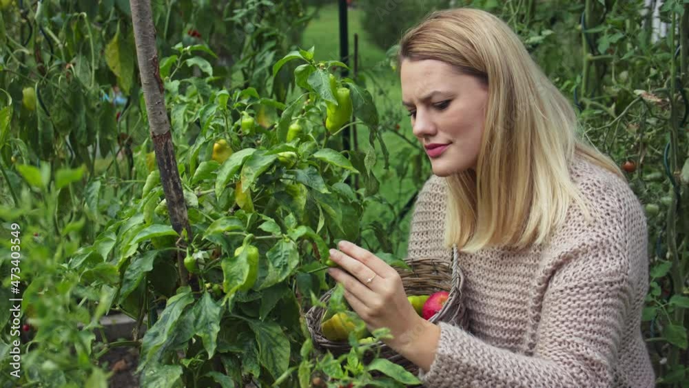 Happy young woman holding basket and picking up homegrown vegetables outdoors in garden. Happy young woman holding basket and picking up homegrown vegetables outdoors in garden.