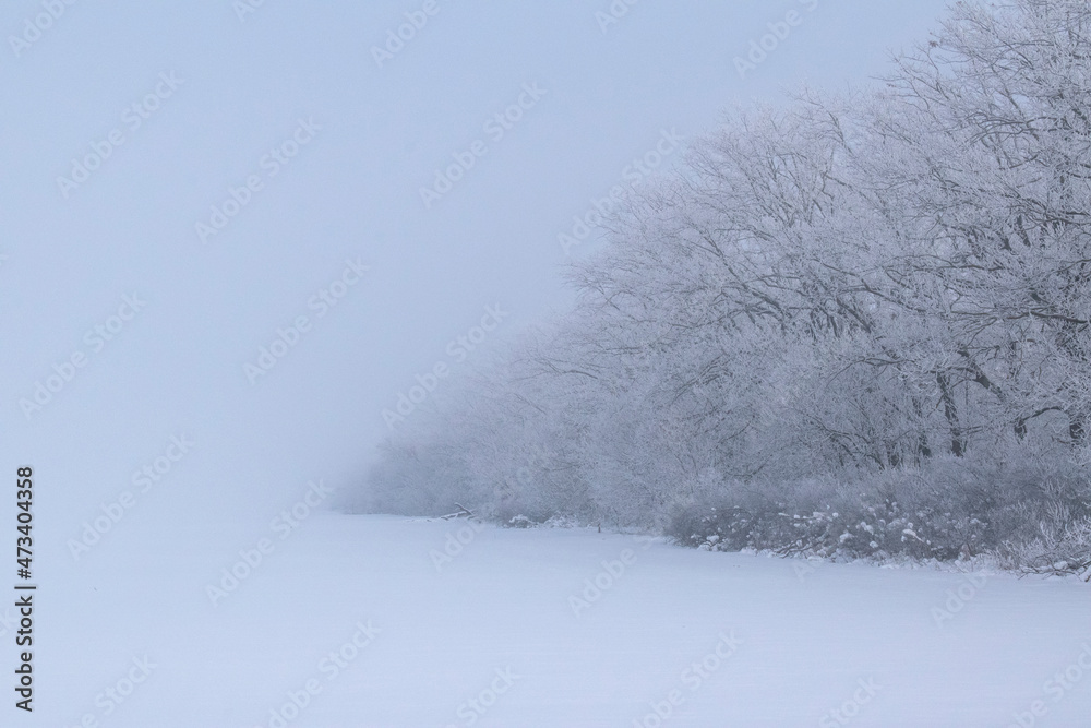 snow trees in the fog snow trees in the fog
