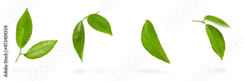 Mandarin leaves. Green leaves of a tangerine tree on a white isolated background. Big set leaves dangle casting a shadow