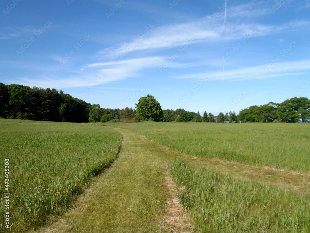 Fototapeta premium Two Mowed Paths merge in a grass field with Large Pines