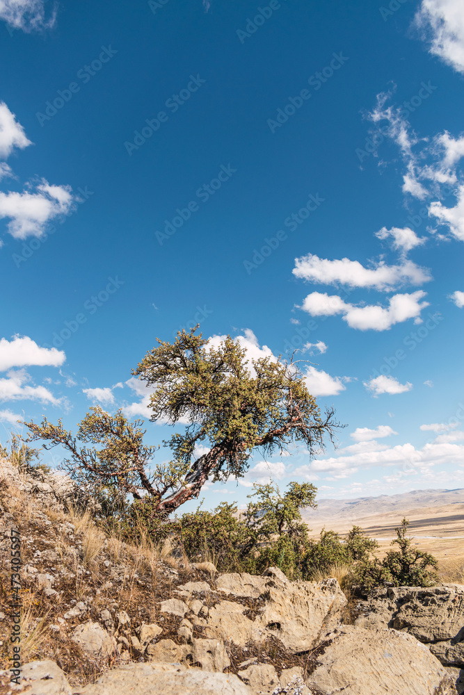 solitary green tree embedded in a cliff of a rock surrounded by a blue sky with clouds in the sierra of peru solitary green tree embedded in a cliff of a rock surrounded by a blue sky with clouds in the sierra of peru