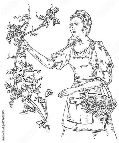 Woman harvesting the grapes on vineyard. Engraving black vintage