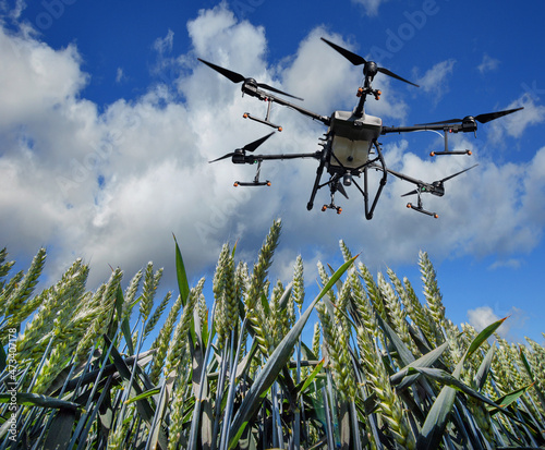 A sprayer drone flies over a wheat field. Smart and precision farming photo