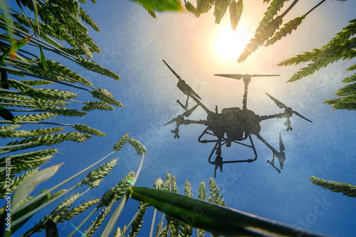 A sprayer drone flies over a wheatfield. Smart farming and precision farming