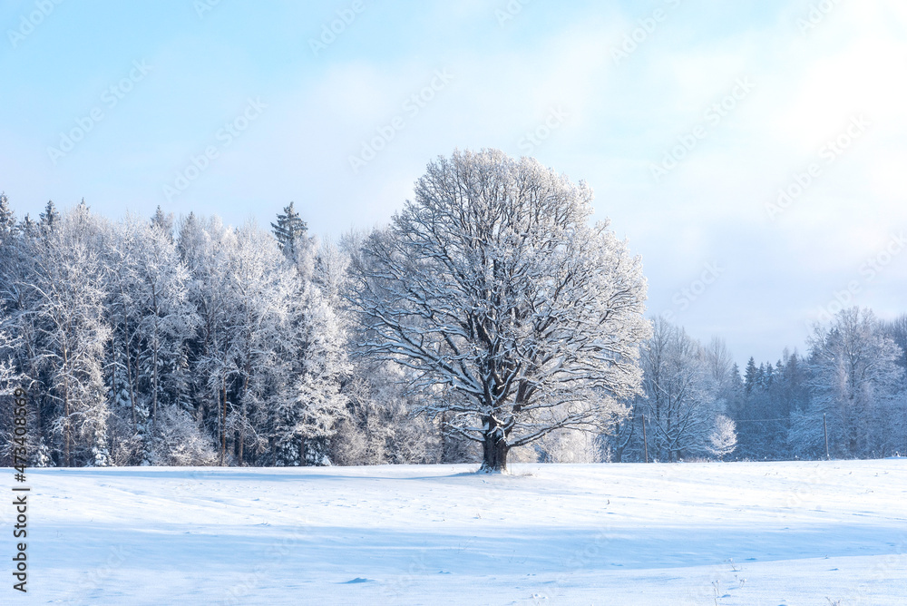 Trees on a field covered with snow on beautiful sunny and frosty winter day Trees on a field covered with snow on beautiful sunny and frosty winter day