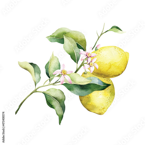 Watercolor lemon illustration. Hand painted tree branch with ripe fruits and green leaves, with pink flowers isolated on white background.