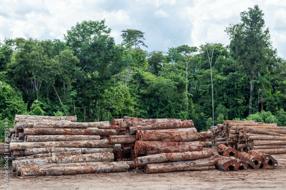 Storage yard with piles of wood logs legally extracted from an area of brazilian amazon rainforest. Storage yard with piles of wood logs legally extracted from an area of brazilian amazon rainforest.