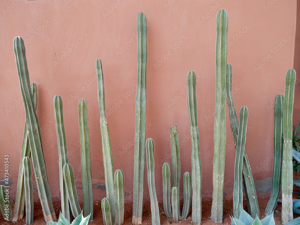 Cacti in front of red wall, Marrakech, Morocco. - obrazy, fototapety, plakaty 